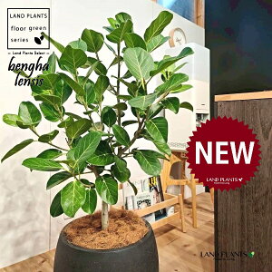 xKSi؎dĂ̎R`j 10 F ۂĂ X^CbV Aؔ 1 yMERRt@Co[z tBJX xKVX I[h[ S̖ S Ficus benghalensis 8