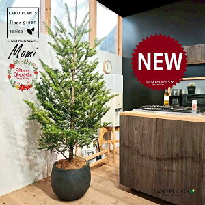 ~̖؁ic[^F180cmj 10 F ۂĂ X^CbV Aؔ 1 yMERRt@Co[z NX}Xc[  ~m  ̖ ~mLf. pendula Honda V_~ Momi fir Japa