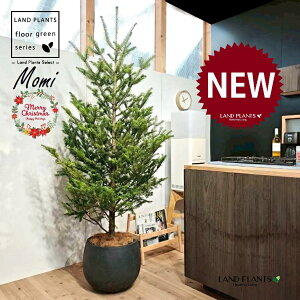 ~̖؁ic[^F180cmj 10 F ۂĂ X^CbV Aؔ 1 yMERRt@Co[z NX}Xc[  ~m  ̖ ~mLf. pendula Honda V_~ Momi fir Japa