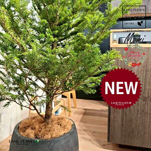 ~̖؁ic[^F180cmj 10 F ۂĂ X^CbV Aؔ 1 yMERRt@Co[z NX}Xc[  ~m  ̖ ~mLf. pendula Honda V_~ Momi fir Japa