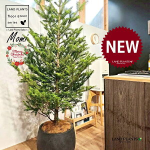 ~̖؁ic[^F180cmj 10 F ۂĂ X^CbV Aؔ 1 yMERRt@Co[z NX}Xc[  ~m  ̖ ~mLf. pendula Honda V_~ Momi fir Japa