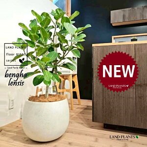 xKSi؎dĂ̎R`j 10 F ۂĂ X^CbV Aؔ 1 yMERRt@Co[z tBJX xKVX I[h[ S̖ S Ficus benghalensis 8