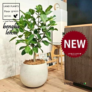 xKSi؎dĂ̎R`j 10 F ۂĂ X^CbV Aؔ 1 yMERRt@Co[z tBJX xKVX I[h[ S̖ S Ficus benghalensis 8