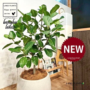 xKSi؎dĂ̎R`j 10 F ۂĂ X^CbV Aؔ 1 yMERRt@Co[z tBJX xKVX I[h[ S̖ S Ficus benghalensis 8