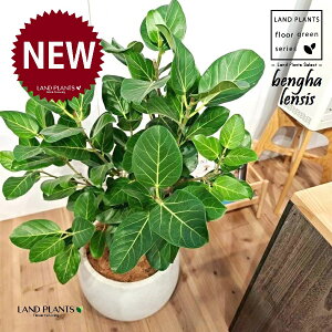 xKSi؎dĂ̎R`j 10 F ۂĂ X^CbV Aؔ 1 yMERRt@Co[z tBJX xKVX I[h[ S̖ S Ficus benghalensis 8