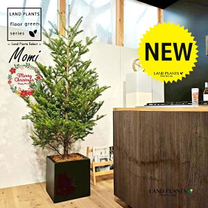 ~̖؁ic[^F180cmj 10 F t@Co[ L[u^ 픫 1 yMERRt@Co[z NX}Xc[  ~m  ̖ ~mLf. pendula Honda V_~ Momi fir Japa