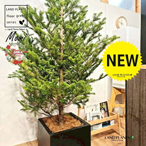 ~̖؁ic[^F180cmj 10 F t@Co[ L[u^ 픫 1 yMERRt@Co[z NX}Xc[  ~m  ̖ ~mLf. pendula Honda V_~ Momi fir Japa