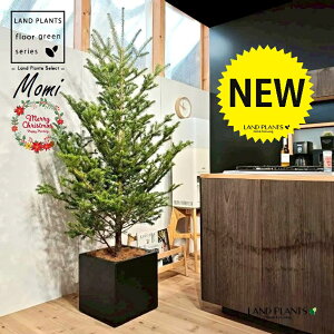 ~̖؁ic[^F180cmj 10 F t@Co[ L[u^ 픫 1 yMERRt@Co[z NX}Xc[  ~m  ̖ ~mLf. pendula Honda V_~ Momi fir Japa