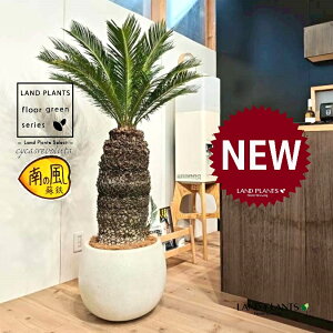 \ecihSFH130j 12 F ۂĂ X^CbV Aؔ 1 yMERRt@Co[zqA Wpj[YETSEp[ Cycas revoluta Japanese sago palm