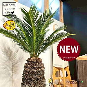 \ecihSFH130j 12 F ۂĂ X^CbV Aؔ 1 yMERRt@Co[zqA Wpj[YETSEp[ Cycas revoluta Japanese sago palm