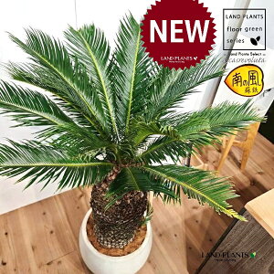 \ecihSFH130j 12 F ۂĂ X^CbV Aؔ 1 yMERRt@Co[zqA Wpj[YETSEp[ Cycas revoluta Japanese sago palm