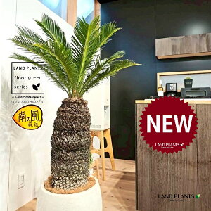 \ecihSFH130j 12 F ۂĂ X^CbV Aؔ 1 yMERRt@Co[zqA Wpj[YETSEp[ Cycas revoluta Japanese sago palm