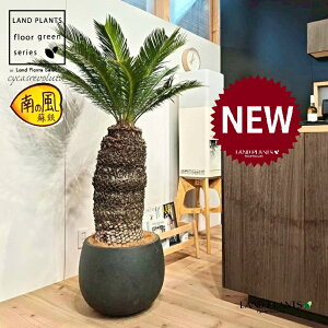 \ecihSFH130j 12 F ۂĂ X^CbV Aؔ 1 yMERRt@Co[zqA Wpj[YETSEp[ Cycas revoluta Japanese sago palm