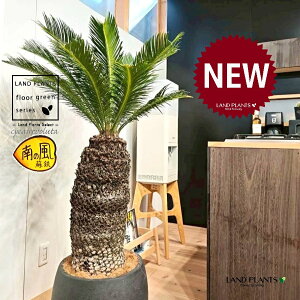 \ecihSFH130j 12 F ۂĂ X^CbV Aؔ 1 yMERRt@Co[zqA Wpj[YETSEp[ Cycas revoluta Japanese sago palm