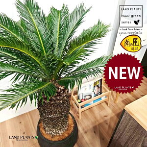 \ecihSFH130j 12 F ۂĂ X^CbV Aؔ 1 yMERRt@Co[zqA Wpj[YETSEp[ Cycas revoluta Japanese sago palm