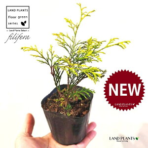 tBtFiI[Aj 3.5 |bgc 1 tBtFI[A IESqNqo IESCZCXCEqo Rjt@ Rjt@[   Chamaecyparis pisifera eFilifera Aureaf