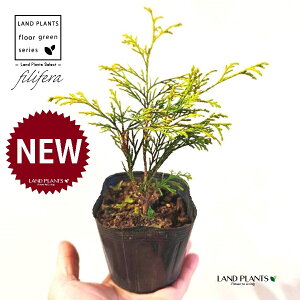 tBtFiI[Aj 3.5 |bgc 1 tBtFI[A IESqNqo IESCZCXCEqo Rjt@ Rjt@[   Chamaecyparis pisifera eFilifera Aureaf