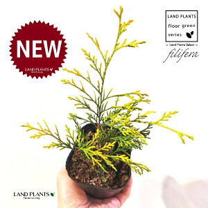 tBtFiI[Aj 3.5 |bgc 1 tBtFI[A IESqNqo IESCZCXCEqo Rjt@ Rjt@[   Chamaecyparis pisifera eFilifera Aureaf