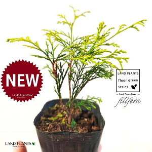 tBtFiI[Aj 3.5 |bgc 1 tBtFI[A IESqNqo IESCZCXCEqo Rjt@ Rjt@[   Chamaecyparis pisifera eFilifera Aureaf