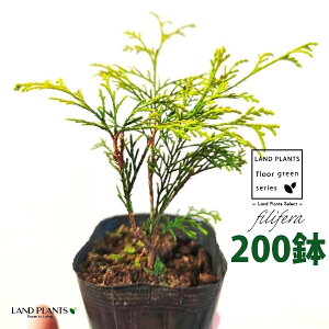 tBtFiI[Aj 3.5 |bgc i200j tBtFI[A IESqNqo IESCZCXCEqo Rjt@ Rjt@[   Chamaecyparis pisifera eFilifera 