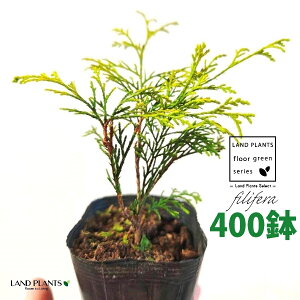 tBtFiI[Aj 3.5 |bgc i400j tBtFI[A IESqNqo IESCZCXCEqo Rjt@ Rjt@[   Chamaecyparis pisifera eFilifera 