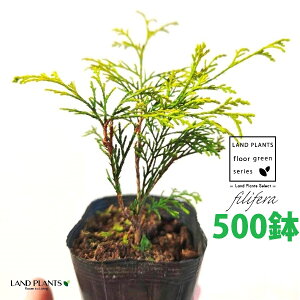 tBtFiI[Aj 3.5 |bgc i500j tBtFI[A IESqNqo IESCZCXCEqo Rjt@ Rjt@[   Chamaecyparis pisifera eFilifera 