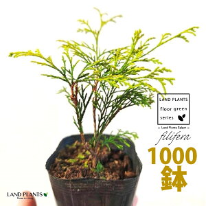 tBtFiI[Aj 3.5 |bgc i1000j tBtFI[A IESqNqo IESCZCXCEqo Rjt@ Rjt@[   Chamaecyparis pisifera eFilifera