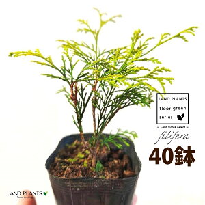 tBtFiI[Aj 3.5 |bgc i40j tBtFI[A IESqNqo IESCZCXCEqo Rjt@ Rjt@[   Chamaecyparis pisifera eFilifera A