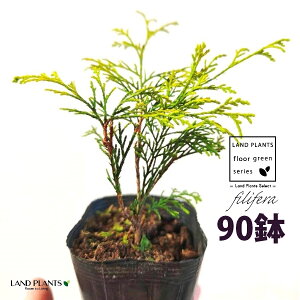 tBtFiI[Aj 3.5 |bgc i90j tBtFI[A IESqNqo IESCZCXCEqo Rjt@ Rjt@[   Chamaecyparis pisifera eFilifera A