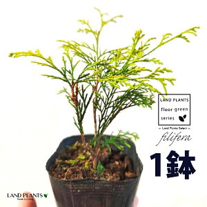 tBtFiI[Aj 3.5 |bgc i1j tBtFI[A IESqNqo IESCZCXCEqo Rjt@ Rjt@[   Chamaecyparis pisifera eFilifera Au