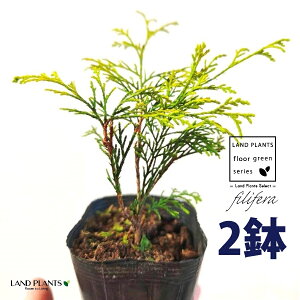 tBtFiI[Aj 3.5 |bgc i2j tBtFI[A IESqNqo IESCZCXCEqo Rjt@ Rjt@[   Chamaecyparis pisifera eFilifera Au