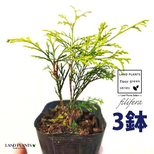 tBtFiI[Aj 3.5 |bgc i3j tBtFI[A IESqNqo IESCZCXCEqo Rjt@ Rjt@[   Chamaecyparis pisifera eFilifera Au