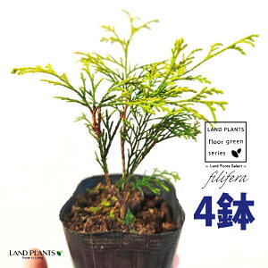 tBtFiI[Aj 3.5 |bgc i4j tBtFI[A IESqNqo IESCZCXCEqo Rjt@ Rjt@[   Chamaecyparis pisifera eFilifera Au