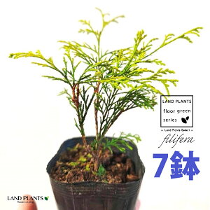 tBtFiI[Aj 3.5 |bgc i7j tBtFI[A IESqNqo IESCZCXCEqo Rjt@ Rjt@[   Chamaecyparis pisifera eFilifera Au