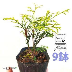 tBtFiI[Aj 3.5 |bgc i9j tBtFI[A IESqNqo IESCZCXCEqo Rjt@ Rjt@[   Chamaecyparis pisifera eFilifera Au