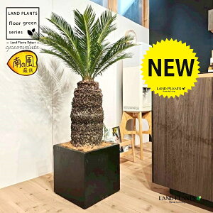 \ecihSFH130j 12 F t@Co[ L[u^ 픫 1 yMERRt@Co[zqA Wpj[YETSEp[ Cycas revoluta Japanese sago palm