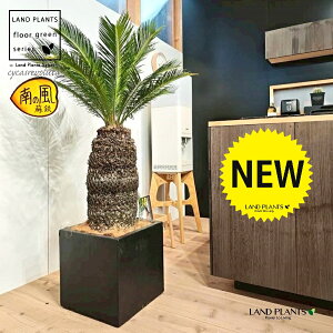 \ecihSFH130j 12 F t@Co[ L[u^ 픫 1 yMERRt@Co[zqA Wpj[YETSEp[ Cycas revoluta Japanese sago palm