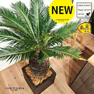 \ecihSFH130j 12 F t@Co[ L[u^ 픫 1 yMERRt@Co[zqA Wpj[YETSEp[ Cycas revoluta Japanese sago palm