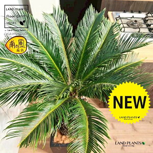 \ecihSFH130j 12 F t@Co[ L[u^ 픫 1 yMERRt@Co[zqA Wpj[YETSEp[ Cycas revoluta Japanese sago palm