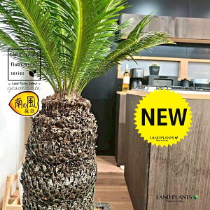 \ecihSFH130j 12 F t@Co[ L[u^ 픫 1 yMERRt@Co[zqA Wpj[YETSEp[ Cycas revoluta Japanese sago palm