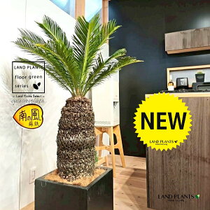 \ecihSFH130j 12 F t@Co[ L[u^ 픫 1 yMERRt@Co[zqA Wpj[YETSEp[ Cycas revoluta Japanese sago palm