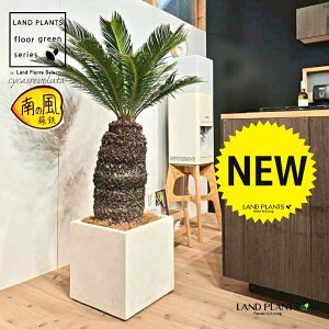 \ecihSFH130j 12 F t@Co[ L[u^ 픫 1 yMERRt@Co[zqA Wpj[YETSEp[ Cycas revoluta Japanese sago palm