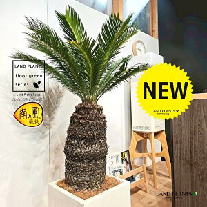 \ecihSFH130j 12 F t@Co[ L[u^ 픫 1 yMERRt@Co[zqA Wpj[YETSEp[ Cycas revoluta Japanese sago palm