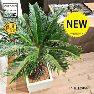 \ecihSFH130j 12 F t@Co[ L[u^ 픫 1 yMERRt@Co[zqA Wpj[YETSEp[ Cycas revoluta Japanese sago palm
