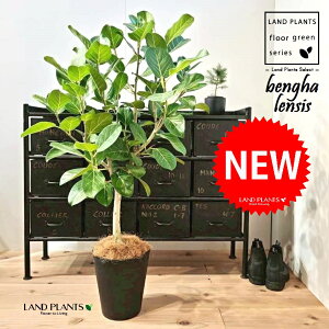 xKSiR`j 8 F ZA[g 1 yMERRt@Co[z tBJX xKVX I[h[ S̖ S Ficus benghalensis