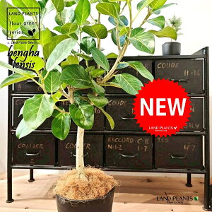 xKSiR`j 8 F ZA[g 1 yMERRt@Co[z tBJX xKVX I[h[ S̖ S Ficus benghalensis