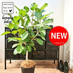 xKSiR`j 8 F ZA[g 1 yMERRt@Co[z tBJX xKVX I[h[ S̖ S Ficus benghalensis