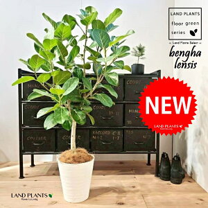 xKSiR`j 8 F ZA[g 1 yMERRt@Co[z tBJX xKVX I[h[ S̖ S Ficus benghalensis