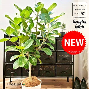 xKSiR`j 8 F ZA[g 1 yMERRt@Co[z tBJX xKVX I[h[ S̖ S Ficus benghalensis