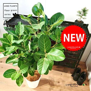 xKSiR`j 8 F ZA[g 1 yMERRt@Co[z tBJX xKVX I[h[ S̖ S Ficus benghalensis